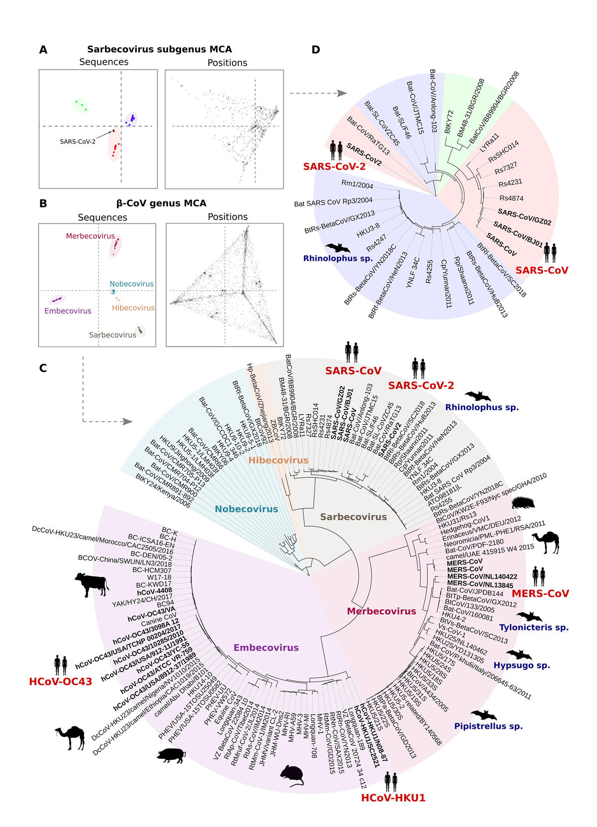 Results of the MCA analysis based on the full β-CoVs family and Sarbecovirus subgroup