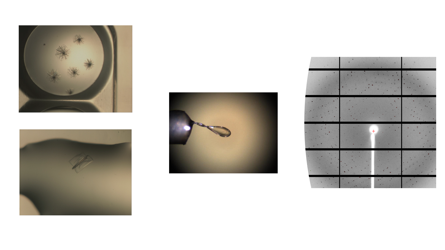 Mpro crystals and diffraction patterns
