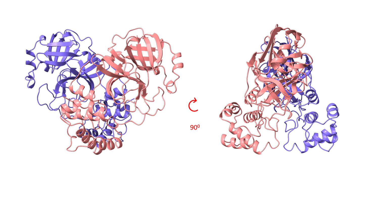 graphic representations of the Mpro protein