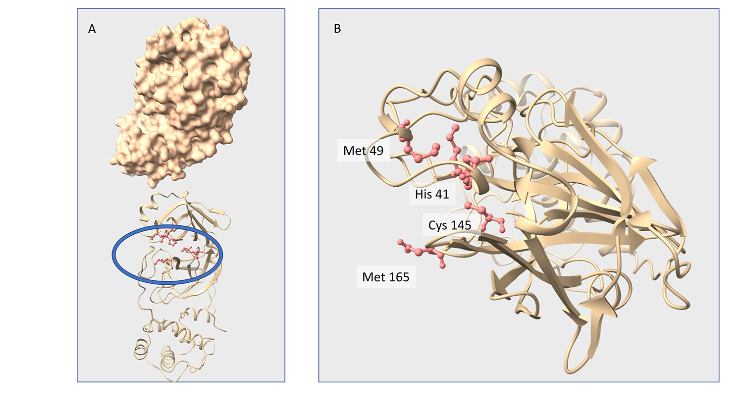 graphic representations of the Mpro protein