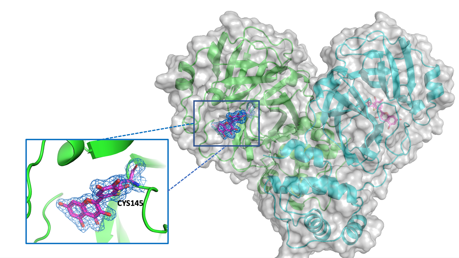 graphic representations of the Mpro protein